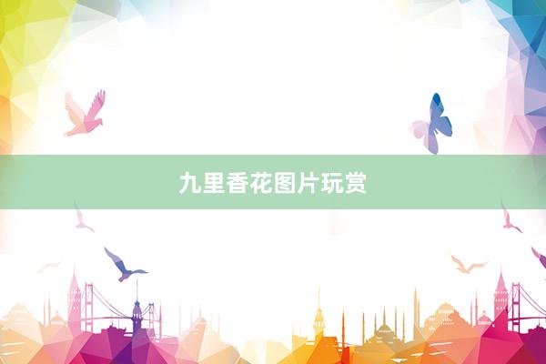 九里香花图片玩赏